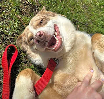 Photo of Ollie