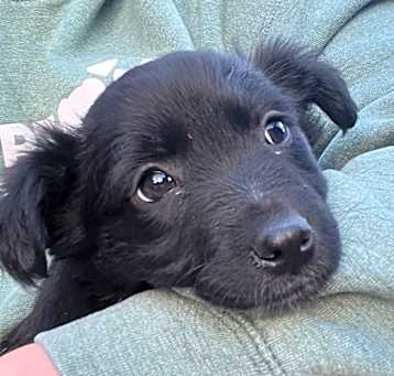Photo of Clove