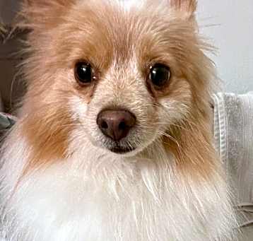 Photo of Oliver