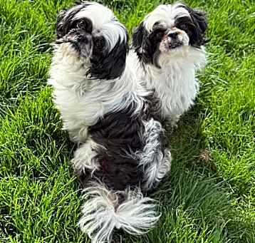 Photo of Mia and Bambi. BONDED