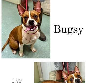 Photo of Bugsy