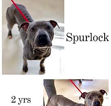Photo of Spurlock