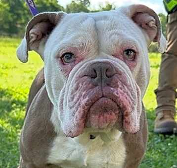 Photo of Diesel