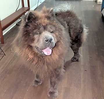 Photo of Bear