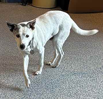 Photo of Daisy