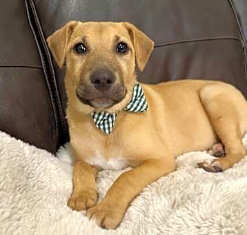 Photo of Syrus