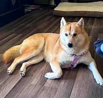 Photo of Scarlett