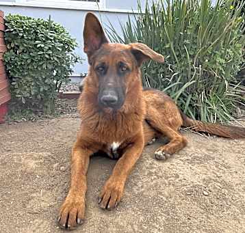 Photo of Bentley