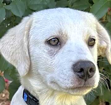 Photo of Aussie Boy Crunchy (Tan and Cream)