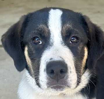 Photo of Aussie Girl Cookie (Black White)