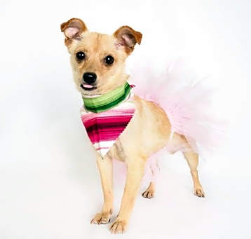 Photo of Mimosa