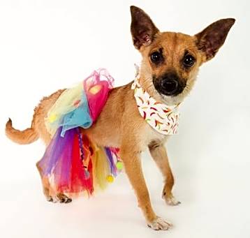 Photo of Salsa