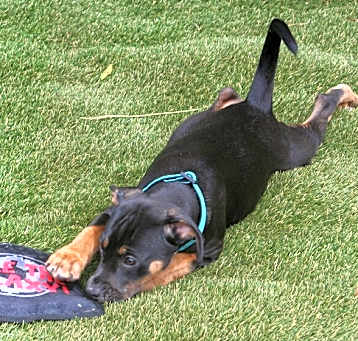 Photo of Tulsi (Layla Little's)