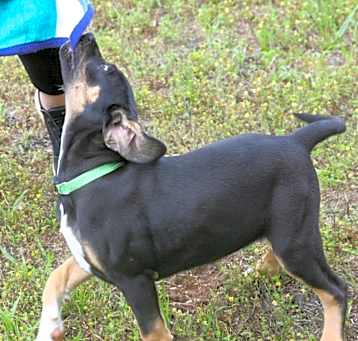 Photo of Hazel (Layla Little's)
