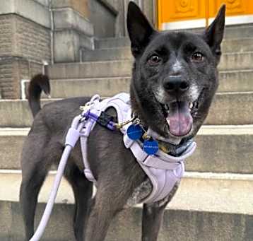 Photo of Rogue