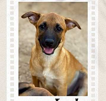 Photo of Lady