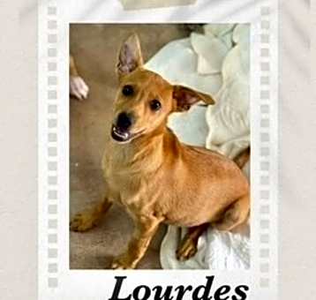Photo of Lourdes