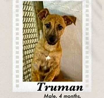 Photo of Truman