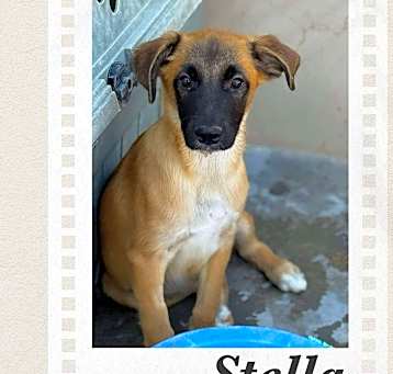 Photo of Stella