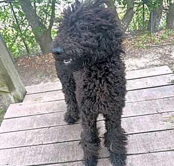 Photo of Blackberry
