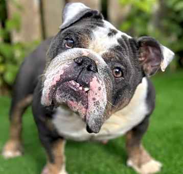 Photo of Lola