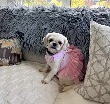 Photo of Chickie