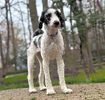 Photo of Julep "Tilie"