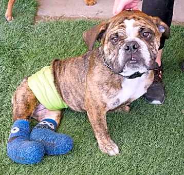Photo of Scooter