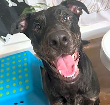 Photo of Onyx *Off-Site Foster Home*