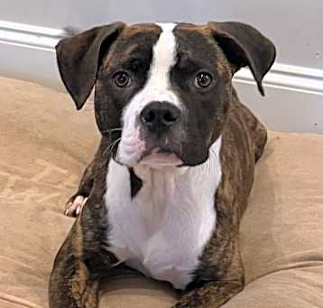 Photo of Jax (Jaxy boy)