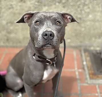 Photo of Daisy