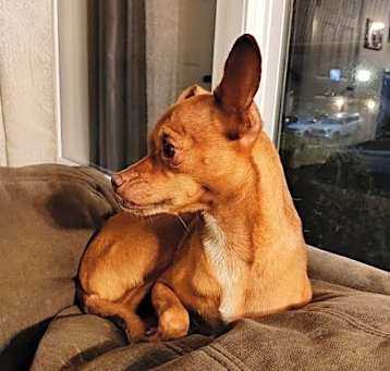 Photo of Creamsicle