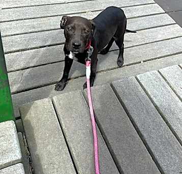 Photo of Buttercup