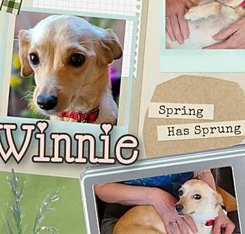 Photo of Winnie