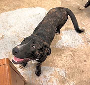 Photo of Buff (9712)