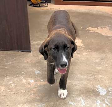 Photo of Dutchess (9655)