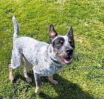 Photo of Chief