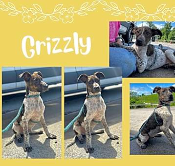 Photo of Grizzly