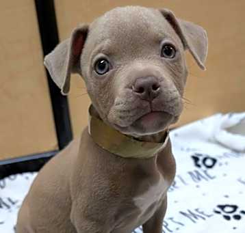 Photo of Echo