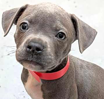 Photo of Rayne