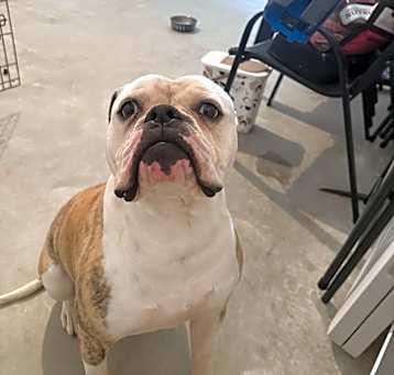 Photo of Rocky