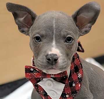 Photo of Wren