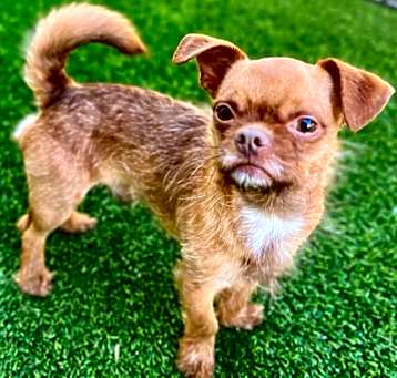 Photo of Gizmo