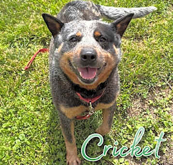 Photo of Cricket