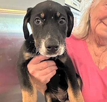Photo of Dobie/Collie puppy-boy