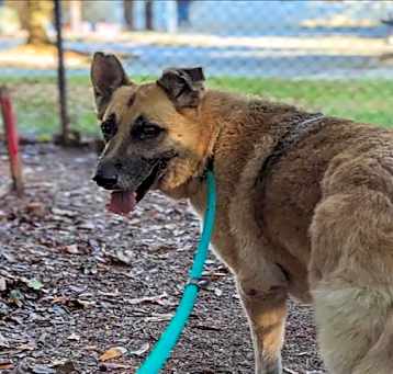 Photo of GYPSY