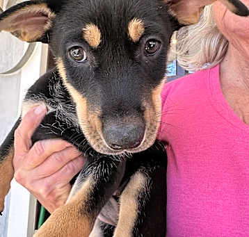 Photo of Dobie/Collie puppy-boy