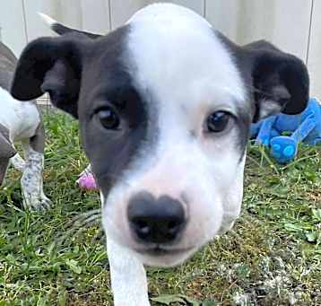 Photo of LILO/URGENT