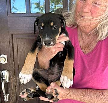 Photo of Dobie/Collie-Girl