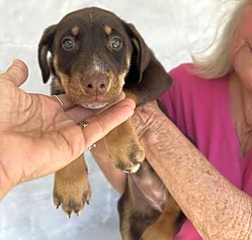 Photo of Dobie/Collie-Girl